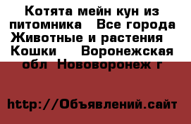 Котята мейн-кун из питомника - Все города Животные и растения » Кошки   . Воронежская обл.,Нововоронеж г.